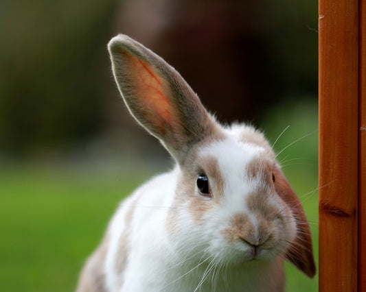 Entendendo cosméticos cruelty free e veganos