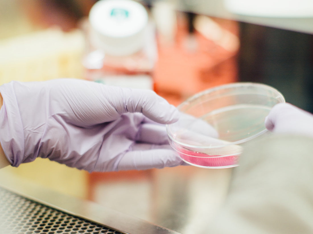 Tudo sobre os testes in vitro